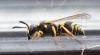 Ancistrocerus sp.